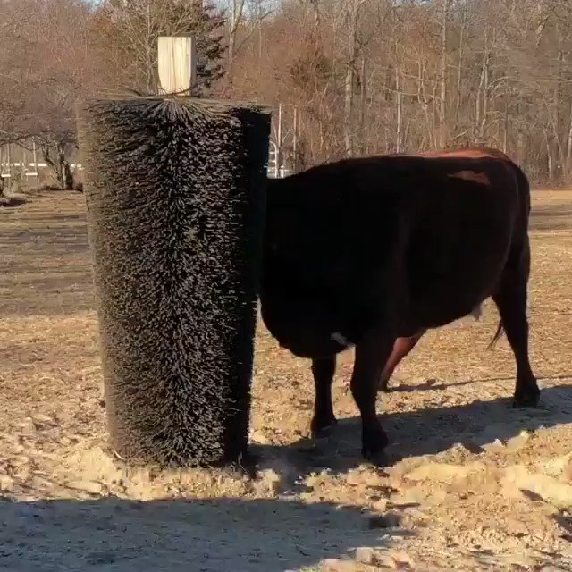 Happy cows enjoying their new brushes