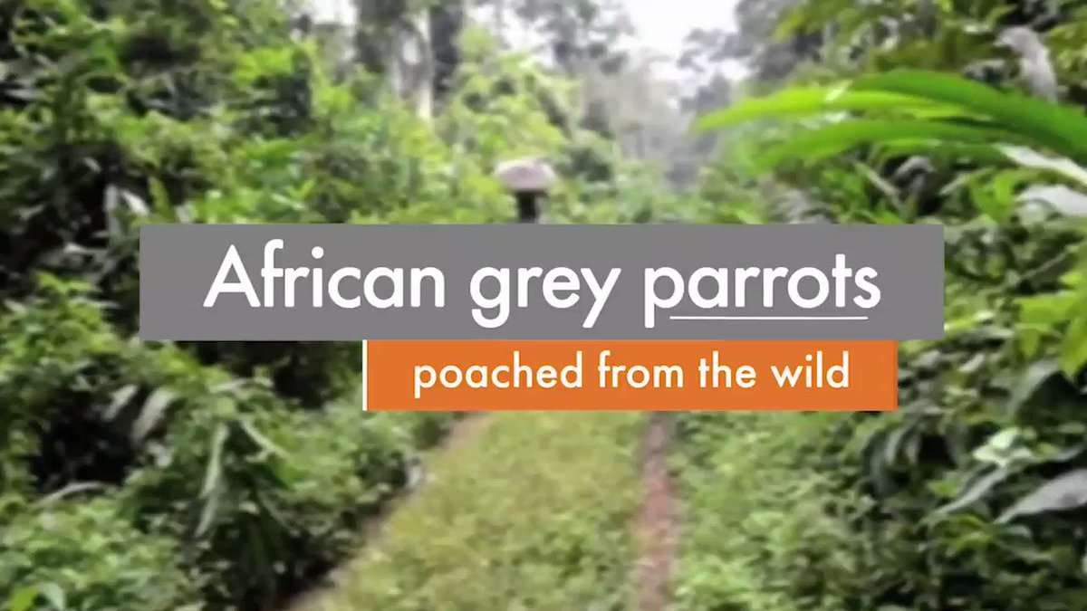 African #greyparrot poaching is brutal and often fatal. This terrible trade is enabled by big businesses like @TurkishAirlines who haven't done enough to prevent it. Sign our petition now: http://ow.ly/9MTU30nEYCkย #WildlifeFORSALE