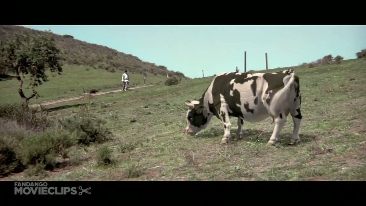 It looks like the cows are not going to take their eradication lying down...
Beware the meadow....