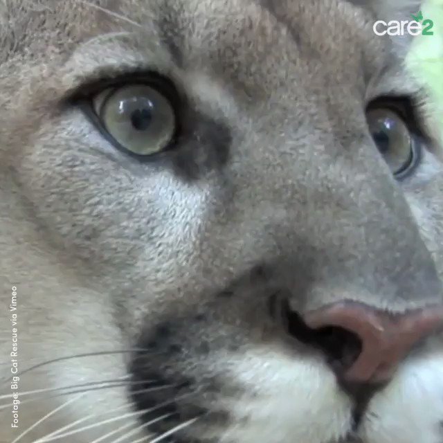 Five magnificent cougars were killed when they wandered too close to town. WE are the encroachers! Sign here: https://bit.ly/2E7tyY0
#mountainlion