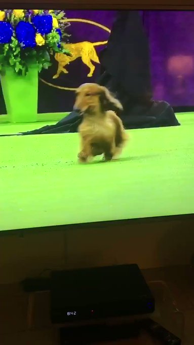 Embedded video