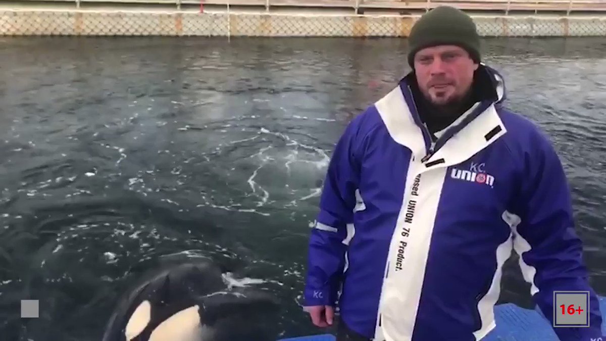 UPDATE: Trainers at the Srednyaya Bay "Whale Prison" tell the media that the Russian government's plan to release the 11 Orcas & 87 Belugas back into the wild will kill all the whales. Take a close look at the orca that the trainer is feeding.