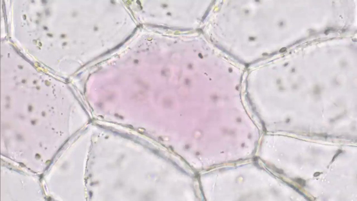 M31nebula ユキノシタの葉の表皮細胞は赤い色素を持っているものがあるので 原形質分離の観察によく用いられます 40倍速で再生しています 見づらい場合はこちらにもアップしています T Co Cvvtqnsz7q 顕微鏡 細胞 ユキノシタ 原形質