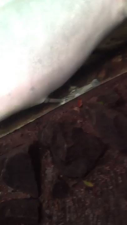 Entobird 🐜 on X: "Weird & Wild *ValentinesDay Fact! Dolphins ...