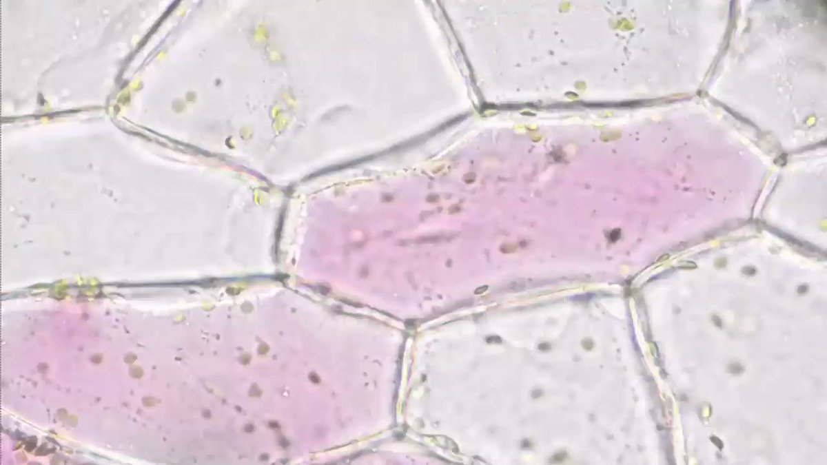 M31nebula ユキノシタの葉の表皮細胞の原形質分離で 前回より分離の度合いが大きいです 100倍速です T Co Hrcstqptxi 顕微鏡 細胞 ユキノシタ 原形質分離