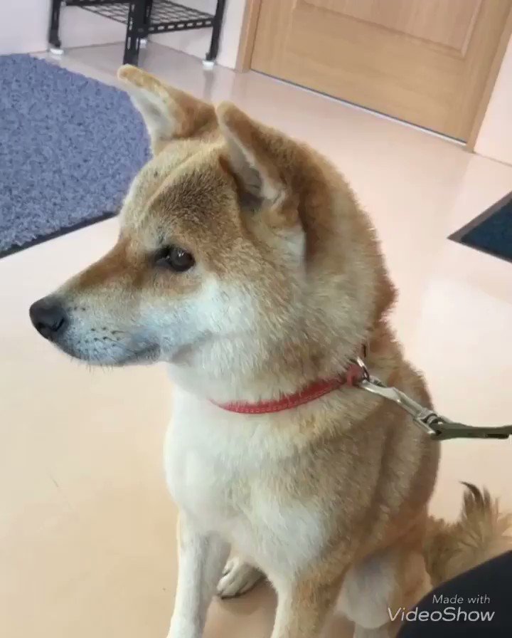 しばいぬと 2y 病院にて お注射 という言葉を聞いて震えだす柴犬様 柴犬を崇めよ T Co 6oqa2kalpn Twitter しばいぬと 2y 病院にて お注射 という言葉を聞いて震えだす柴犬様 柴犬を崇めよ T Co 6oqa2kalpn Twitter