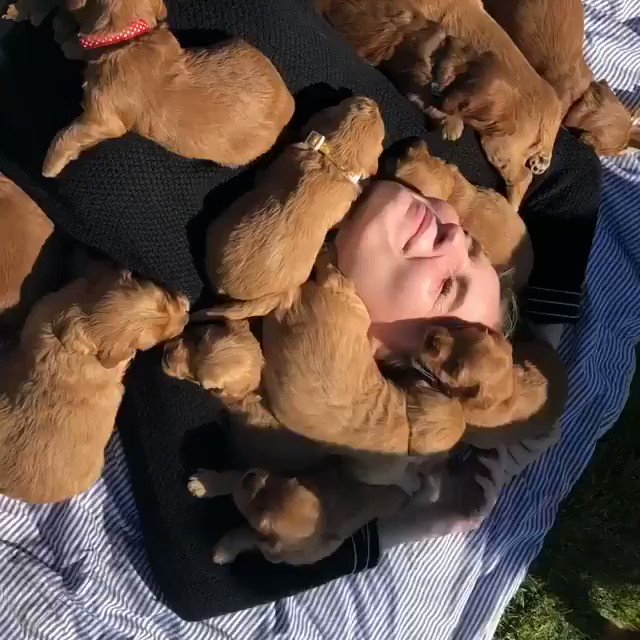 Puppy Paradise—Cuddle puddle!
🎥ig: sunnysidegoldens