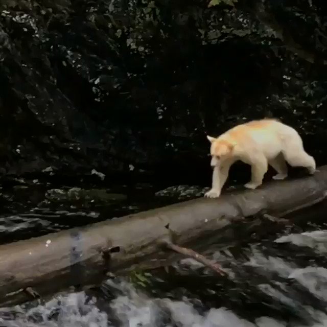 One of Mother Nature’s miracles: the elusive spirit bear
🎥ig: vprigollini