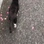 気付かれないように猫さんを尾行したら衝撃のラストを迎えた動画 ドジった時の反応が人間くさくて好き Togetter 気付かれないように猫さんを尾行したら衝撃のラストを迎えた動画 ドジった時の反応が人間くさくて好き Togetter
