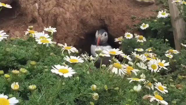 The little people from middle earth ... Atlantic puffins are such cute birds and most folks don't know they live underground in abandoned rabbit holes.
🎥ig: falcnr