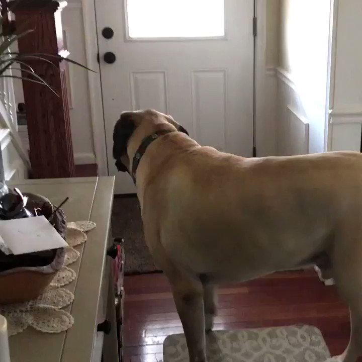 My doggo likes to bork.
