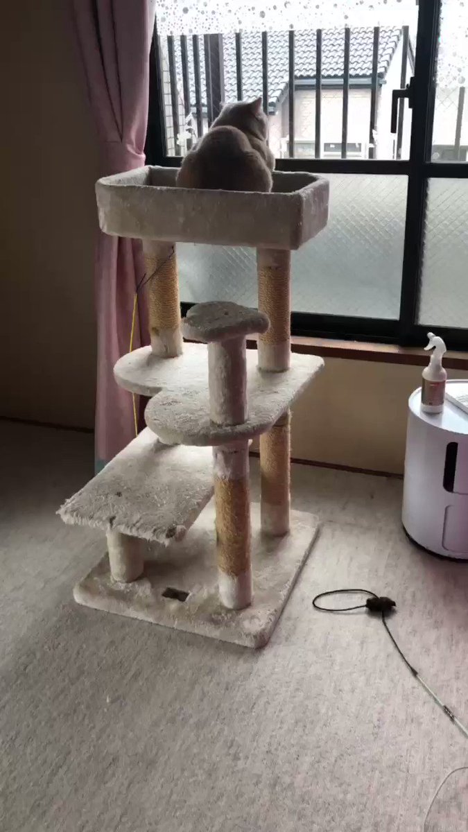 背後からそーっと近づいたけど気配に気がついて鳴く ぽてと