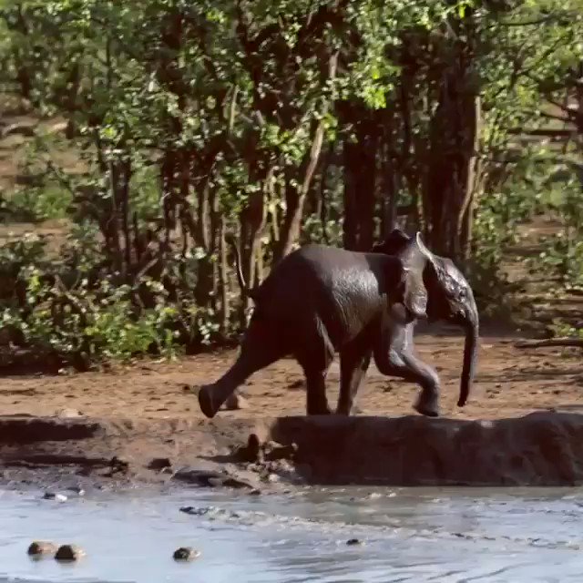 Oops wrong Mama😨🐘🐘
🎥ig: kikismom777