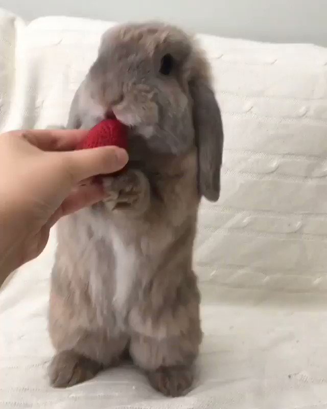 Bunny eating a Strawberry 🍓🐰
📹: bunnymama