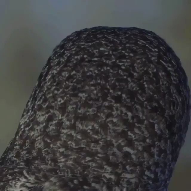 Owls can almost fully rotate their heads, by as much as 270 degrees in either direction.
📹: Jon Groves