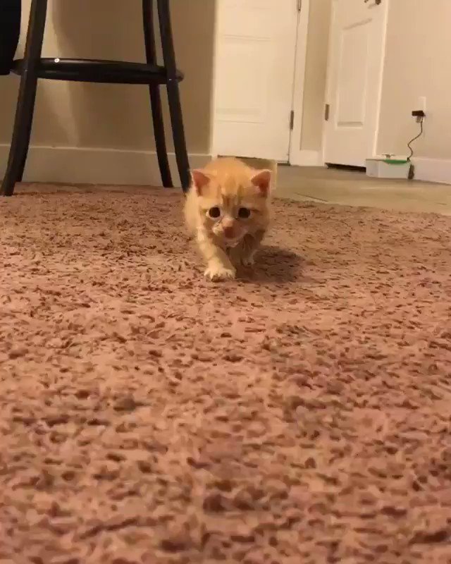 he attac 🐱