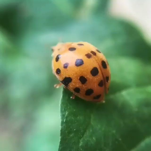 28 spotted Ladybird.