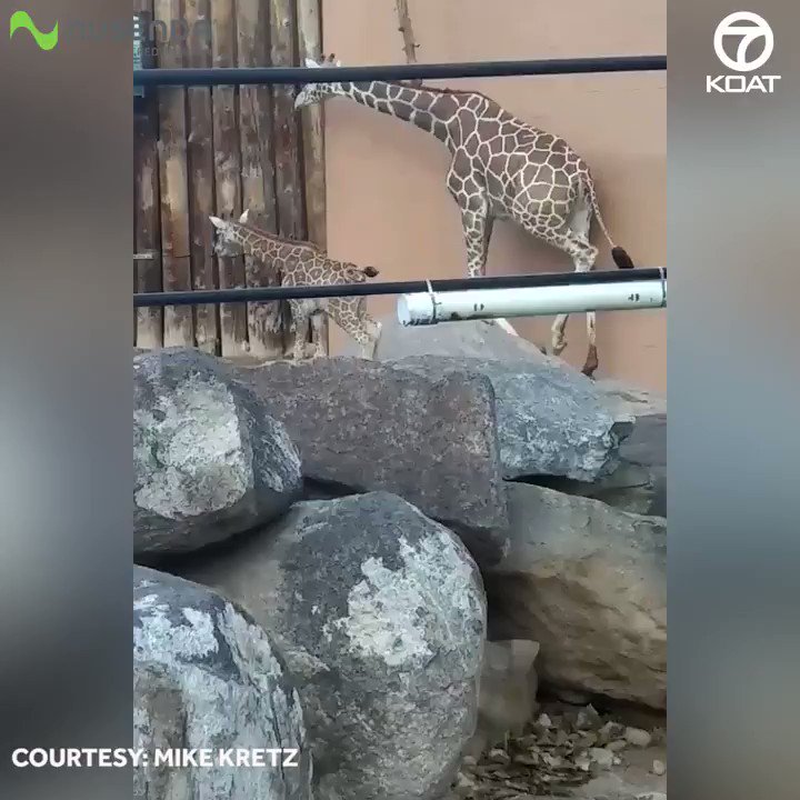FEEL GOOD FRIDAY: Baby Giraffe Neelix has been spotted at the @abqbiopark and he's adorable! 😊