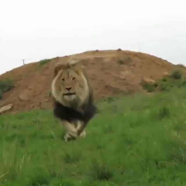 He's so wonderful
🎥ig: ggconservation