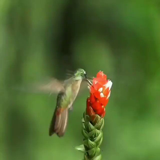 Hummers of Ecuador : Buff tailed coronet, Violet Tailed Sylph, Velvet purple coronets fight for a flower in Ecuador's north west mountains. Ecuador is home to 153 species of humming birds
🎥ig: supreet_sahoo