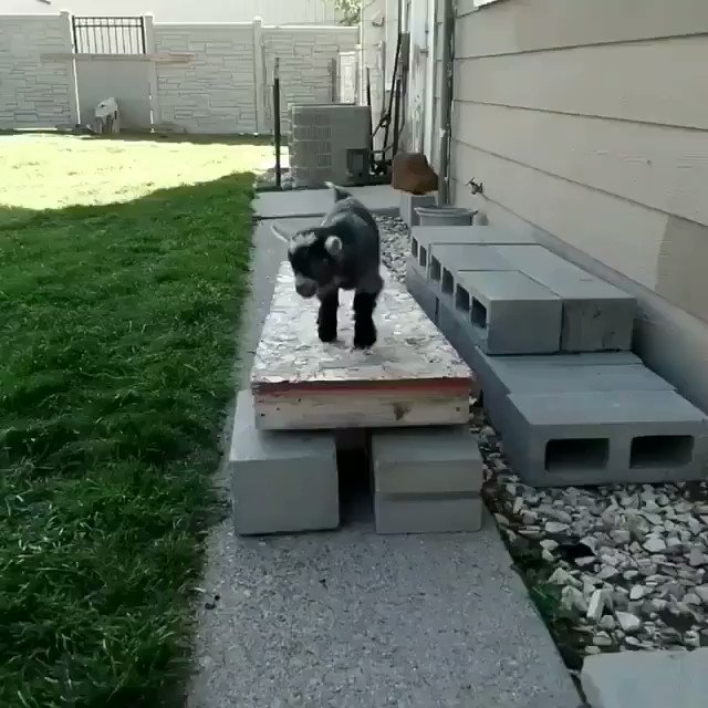 So happy!
🎥ig: goatstigram