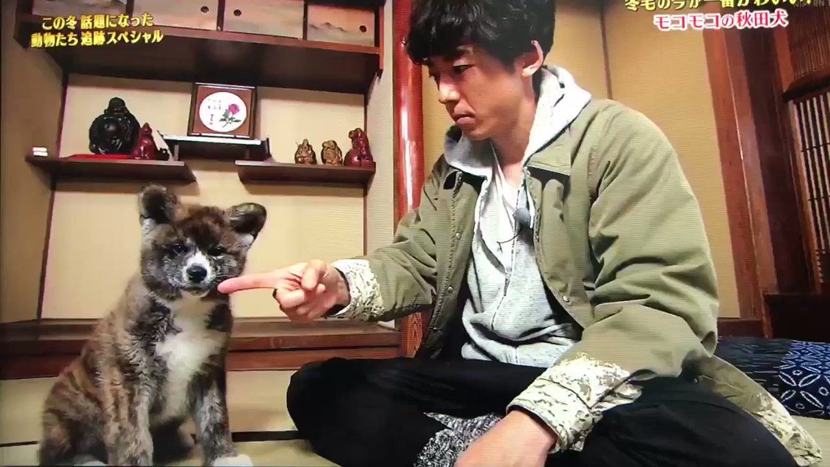 動画 秋田犬と戯れる高橋一生さんが可愛すぎると女性視聴者大盛り上がり 犬になりたい 志村どうぶつ園 ツイッタートレンド速報