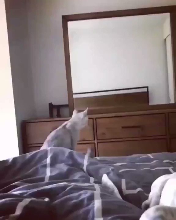 自分の耳だった時の仕草がとにかく可愛いすぎる