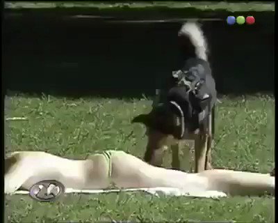This dog is hilariousπ