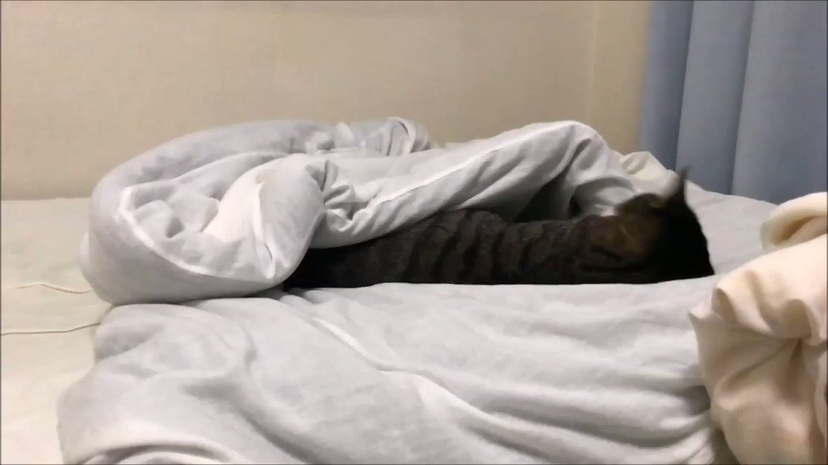 うちのキジトラの方の猫の寝起き挨拶が超カワイイから見て。撮影に数年を要した。