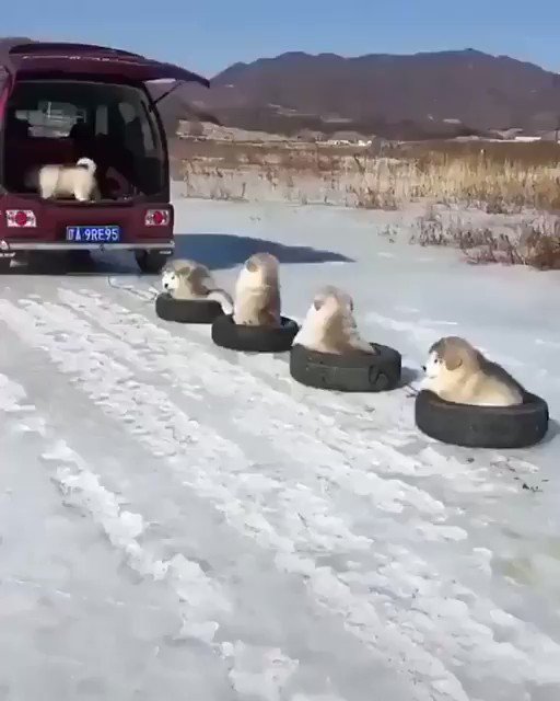 これは本当に最強の癒し！これが雪国での犬のお散歩スタイルww