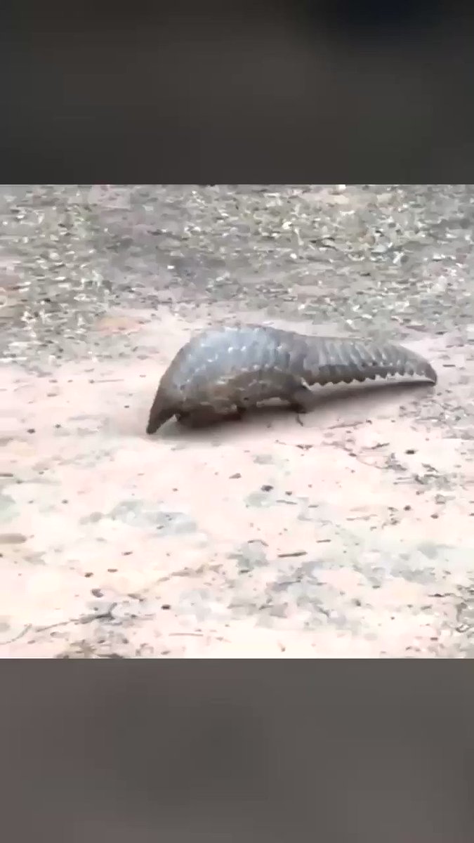 #WorldPangolinDay Archaic. Prehistoric. Beautiful. Endangered.
https://www.google.co.uk/amp/s/www.independent.co.uk/environment/nature/pangolins-what-are-they-why-are-they-so-endangered-and-what-can-we-do-to-help-10085887.html%3famp …