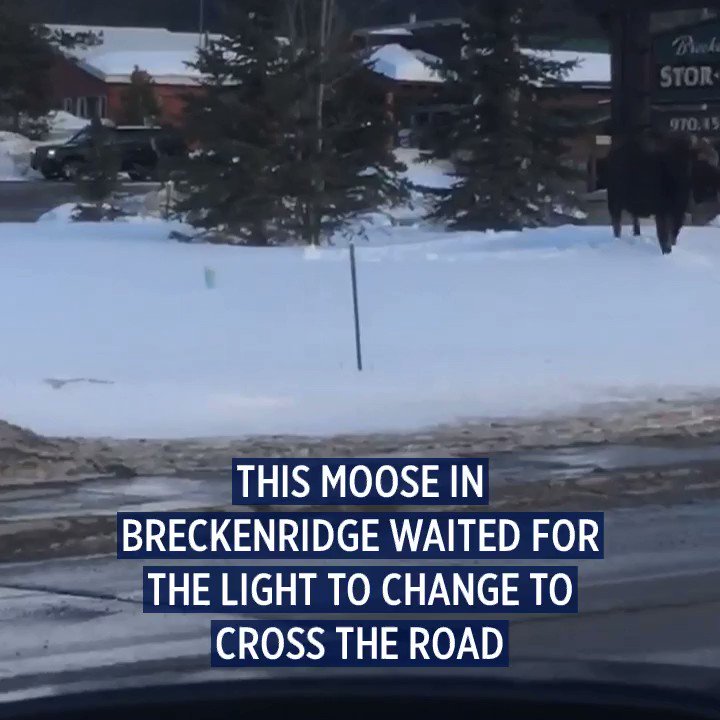 SO COLORADO: This moose in Breckenridge waited for the light to change at the intersection before crossing the street.