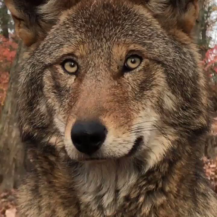 With fewer than 30 red wolves remaining in the wild, he might be the last one you see.
Join us in our mission to protect + preserve red wolves. http://bit.ly/WCCjoin