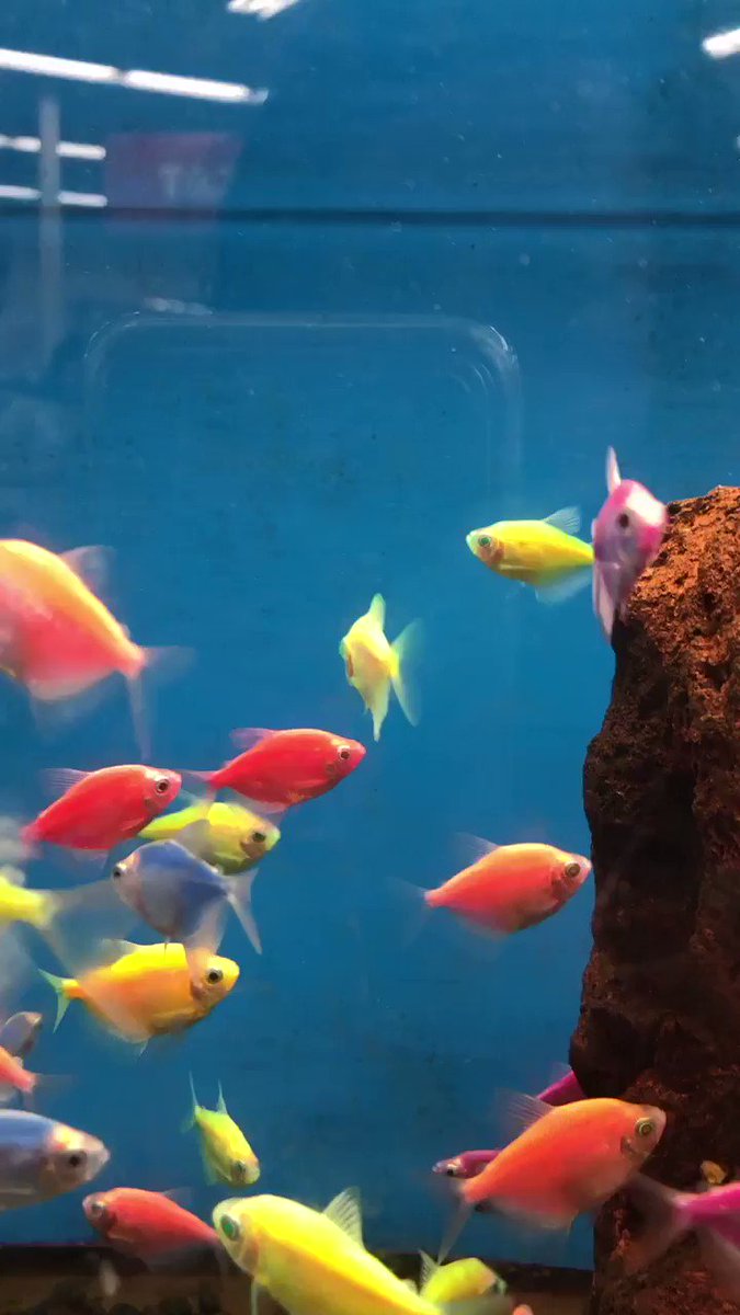 glofish glofish twitter account