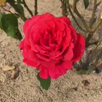 スッキリで 裸祭り が話題に トレンド ｔｖ