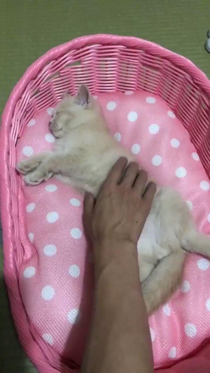 お腹撫でたら気持ち良さそうにする ぽてと