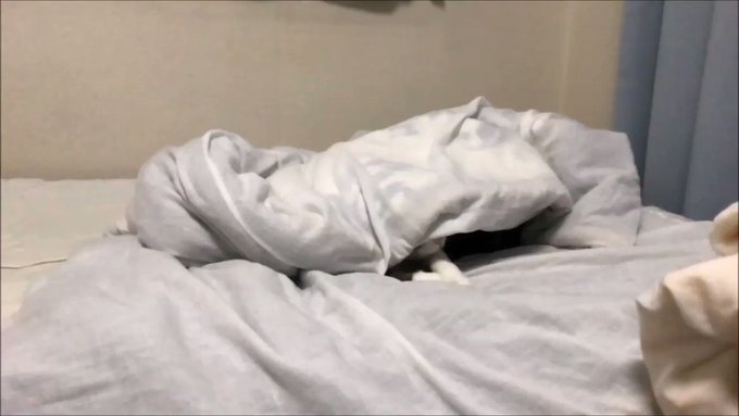 iPhone×三脚×動体検知録画アプリでカワイイ猫ちゃん動画撮り放題！のサムネイル画像