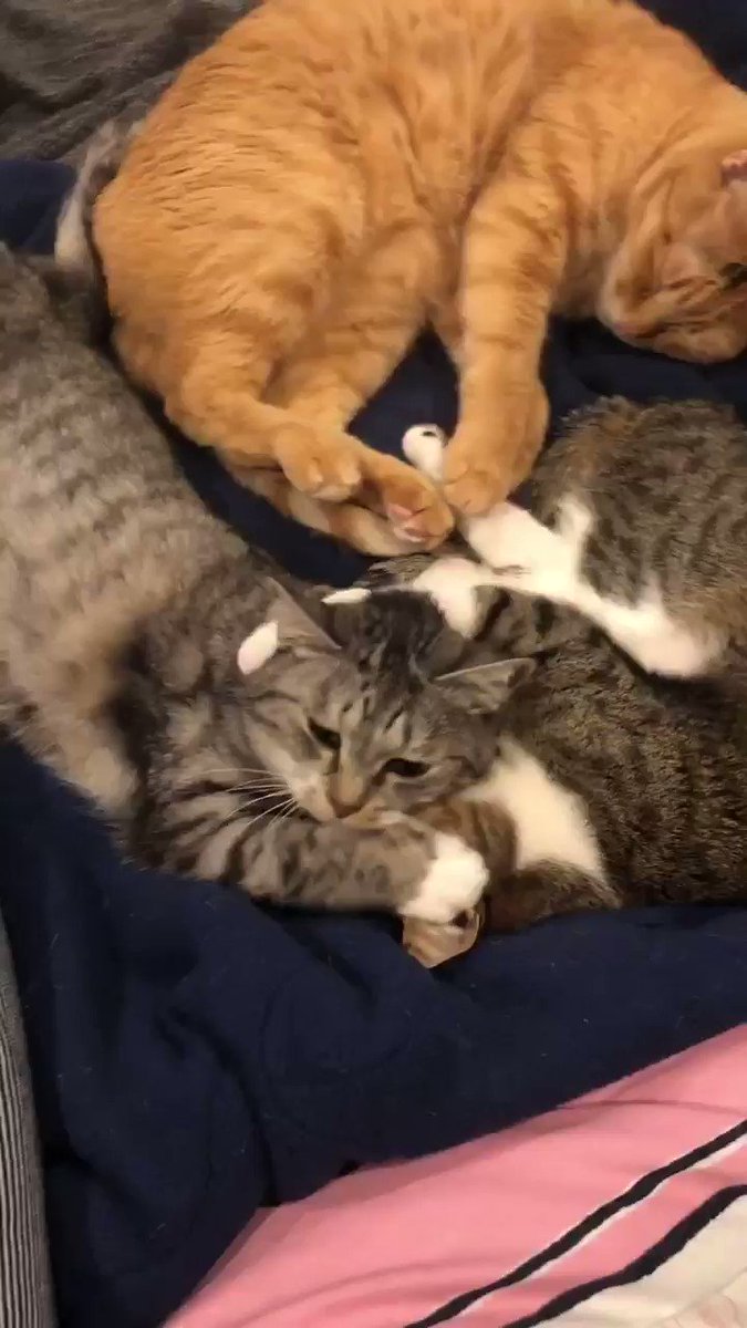 「ぬっくぬくぬく」