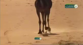 راعي القصيدة المشهوره 👇خلقت في الدنيا وانا ما معي شي