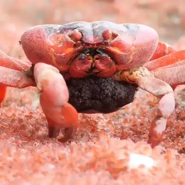 Oceaiii🐋🐬 on Twitter "The dark side of nature! On her way down to