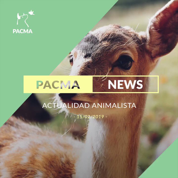 📰 Europa da un paso para frenar el cruel transporte de animales vivos...
🌍 La semana se termina, pero la información no: entérate de las noticias más importantes de la semana con el #PACMAnews.