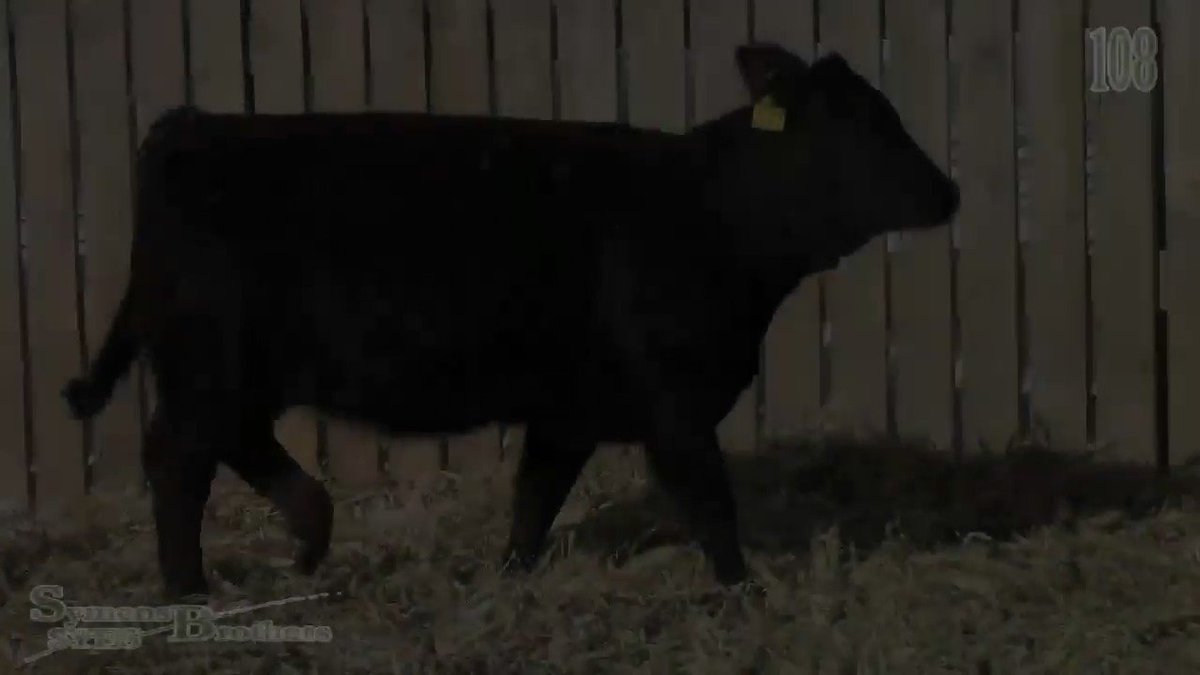 We're selling 15 open yearling heifers on Thursday, February 21st.
https://www.dvauction.com/events/86905
https://www.facebook.com/SymensBrothers/
#cattle #beef #ranch #farm