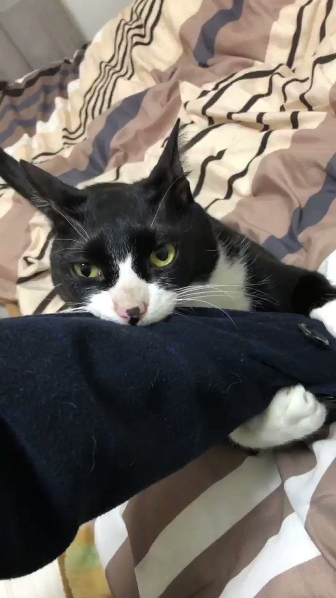 会社に行かないでと、必死に阻止する猫ちゃん♡