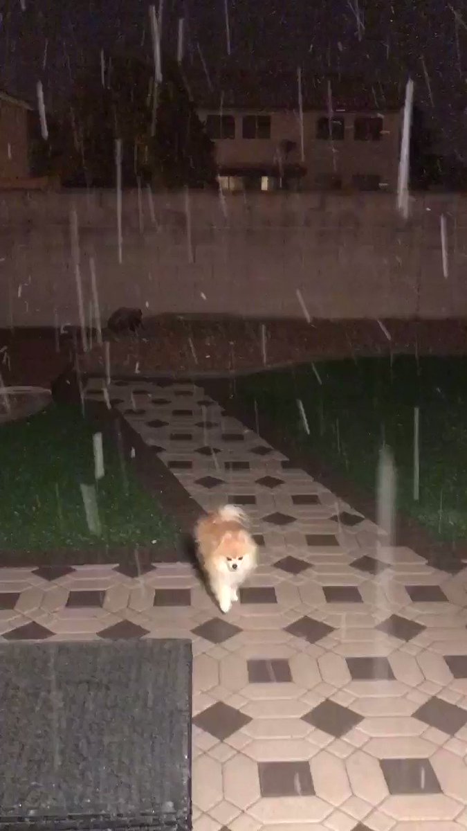 ITS #SNOWING IN #LASVEGAS!
IT LOOKS LIKE A SNOWGLOBE OUT MY WINDOW, ITS MY DOGS FIRST TIME SEEING SNOW, I FEEL LIKE A LITTLE KID, YES I AM YELLING AND NEEDED EVERYONE TO KNOW. Ok, byeee #dogsoftwitter #vegassnow