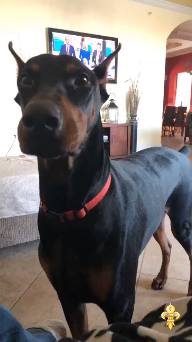 Camera ready📸 .... ok here’s my regal pose in 3. 2. 1 🐾🥰😂 #doberman Happy new week friends☀️🌿🍂
