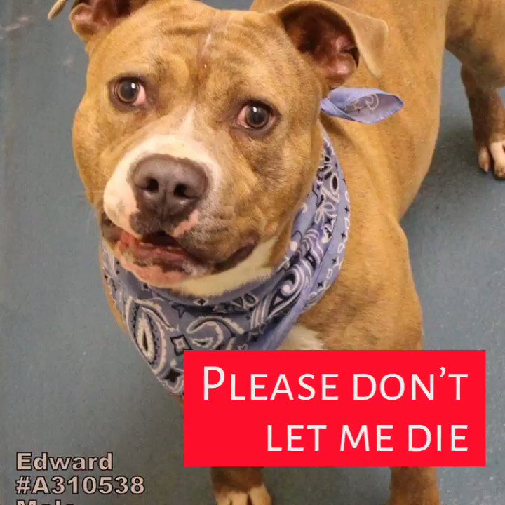 SEE ME? I’M FIGHTING FOR MY LIFE 💔
Without help I DIE TUESDAY FEBRUARY 19.... please #PLEDGE for my life 😭
🆘MEMPHIS IS FULL🆘
👉🏻 Please take me 🏠👈🏻
💵NEED PLEDGES💵
#PLEDGE #FOSTER #ADOPT
#A310593 #Memphis
https://www.facebook.com/1821648241480376/posts/2147835665528297?sfns=mo …