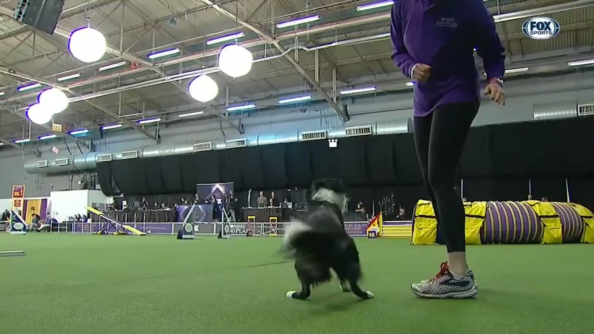 Narración de la WKC Masters. Los perros más ágiles del planeta compitiendo por el título.
La envidia de Usain Bolt.