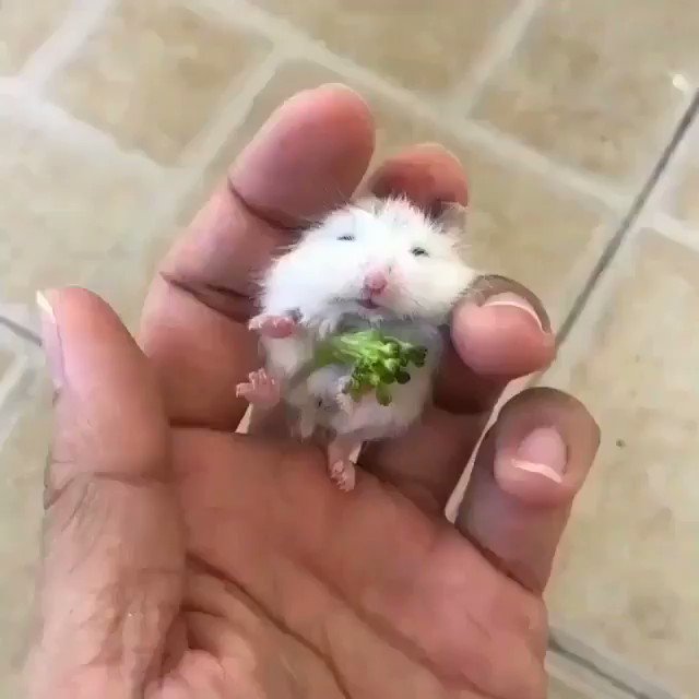"Can’t sleep without my broccoli" 🥦