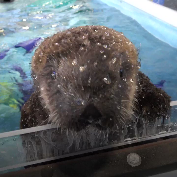 Today we salute Lincoln, President of sea pups.
His cuteness is unimpeachable.
#PresidentsDay