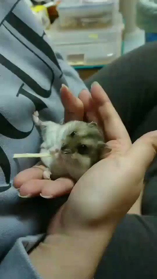 找到之前的影片
橫躺豪邁進食